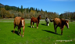 horses