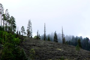 landing_trees_fog