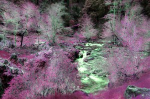 taylor creek siskyou