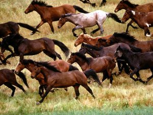 wild-mustangs-gardner-ranch-california