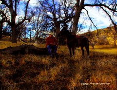 john babe oak trees winter