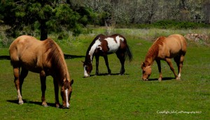 cascade mtn pasture