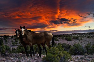 6648599037_915af2c4a2_z