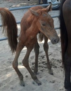 foal