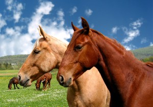 horses